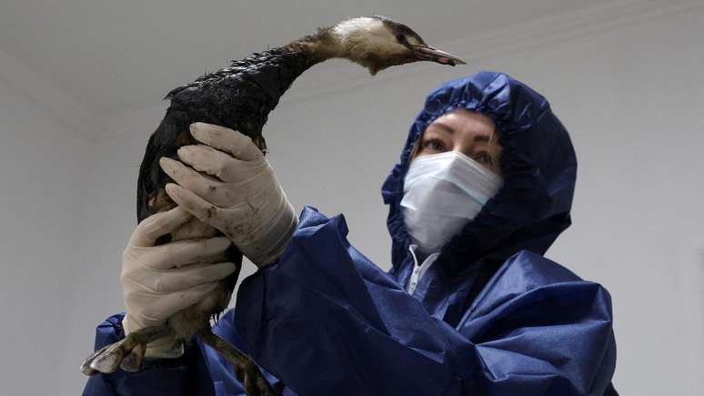 Volunt&aacute;ria limpa uma ave depois de um vazamento de 5 mil toneladas de petr&oacute;leo de dois petroleiros de 50 anos de idade, no estreito de Kerch