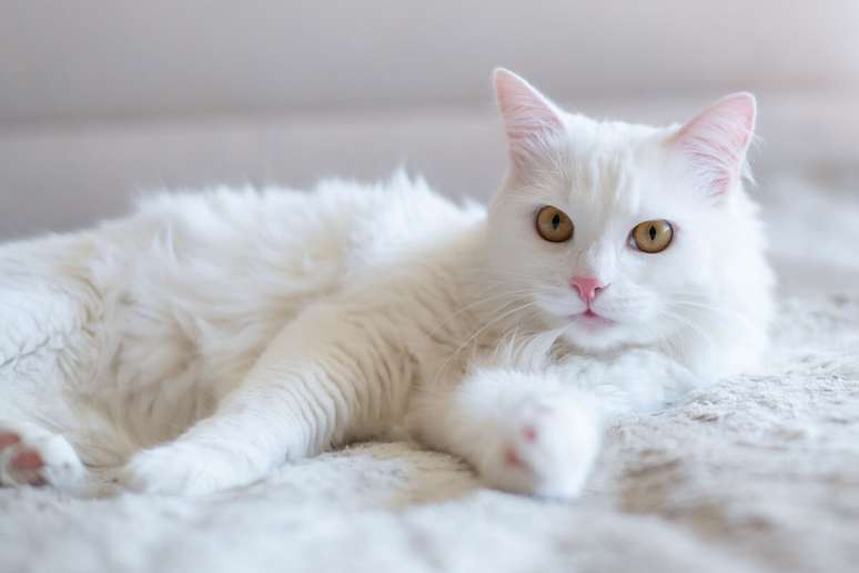 Gato branco, com olho bege, deitado em um tapete branco