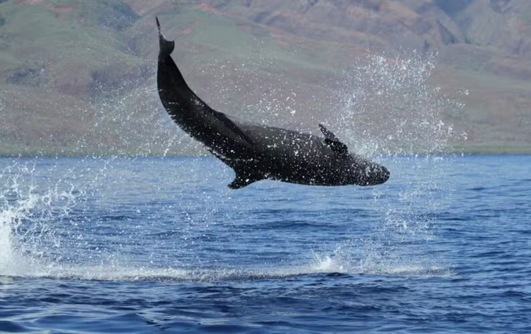 Falsa orca havaiana &ndash; Pacific Whale Foundation/Divulga&ccedil;&atilde;o