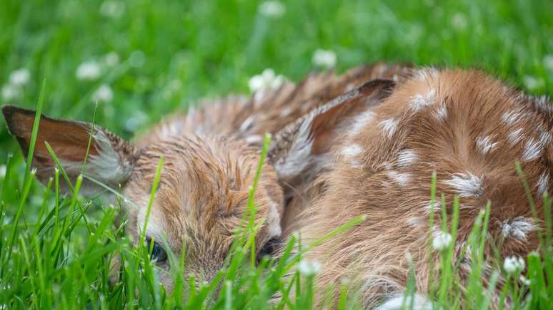 A dissemina&ccedil;&atilde;o da CWD traz riscos que v&atilde;o al&eacute;m da sa&uacute;de individual dos animais. Nos ecossistemas, cerv&iacute;deos ocupam papel importante como herb&iacute;voros, influenciando a regenera&ccedil;&atilde;o da vegeta&ccedil;&atilde;o e servindo de presa para grandes predadores &ndash; depositphotos.com / ALeePhotos