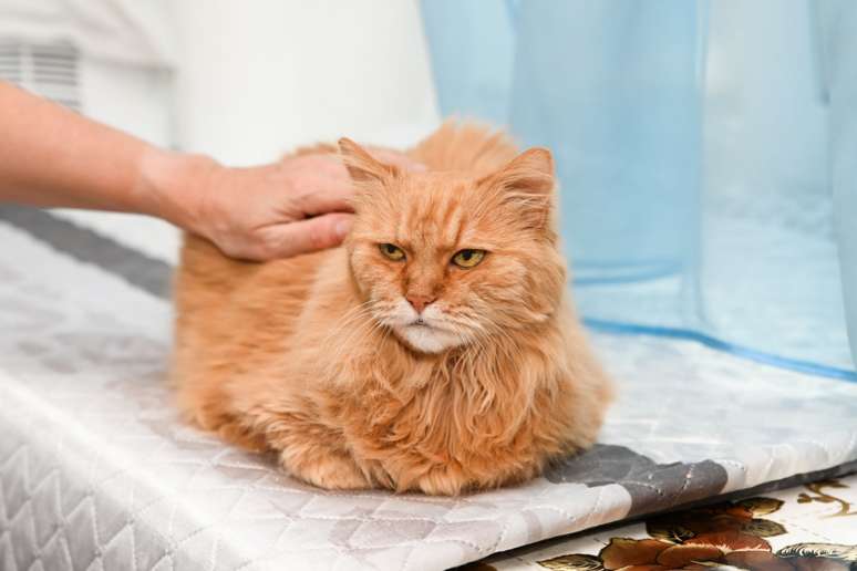 O aumento dos miados em gatos idosos pode estar relacionado a altera&ccedil;&otilde;es cognitivas, ansiedade, inseguran&ccedil;a e busca por aten&ccedil;&atilde;o 