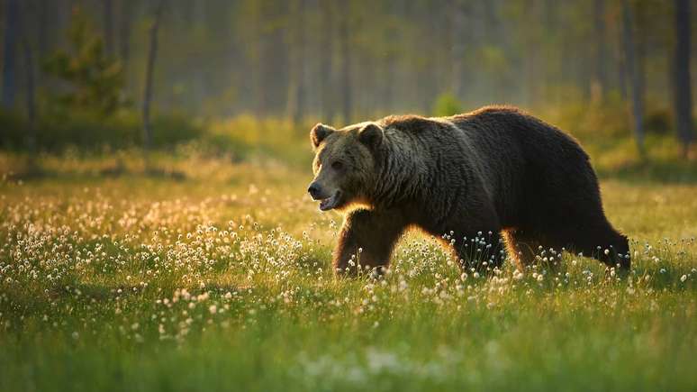 Urso pardo &ndash; depositphotos.com / mecan