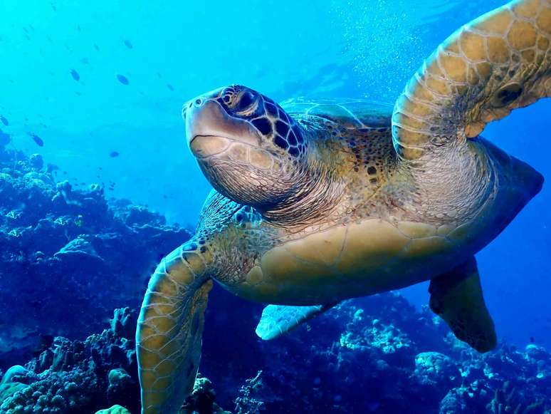 Uma tartaruga marinha nadando debaixo d&rsquo;&aacute;gua