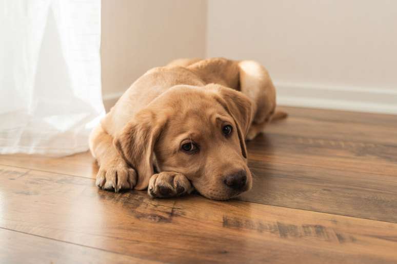 Cachorro que evita contato visual, mant&eacute;m o corpo encolhido ou apresenta sinais de tens&atilde;o pode estar desconfort&aacute;vel 