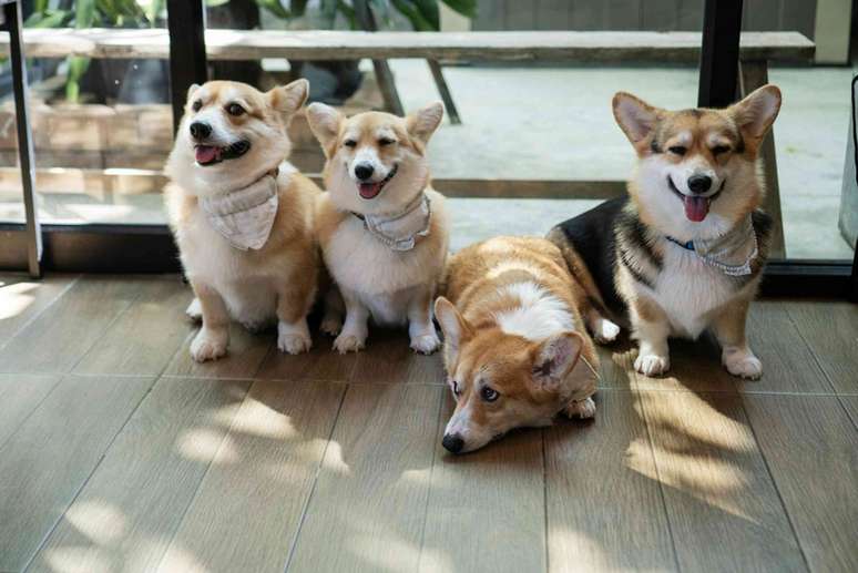Animais de estima&ccedil;&atilde;o tamb&eacute;m t&ecirc;m personalidades. Kaewmanee jiangsihui/Shutterstock.com