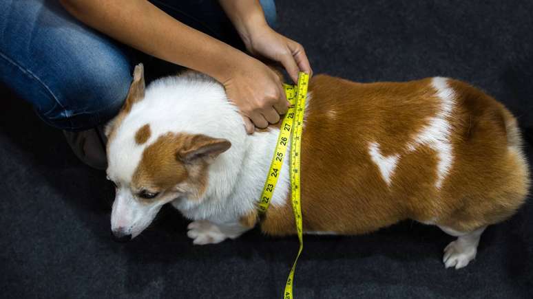 A obesidade canina &eacute; uma condi&ccedil;&atilde;o de sa&uacute;de que influencia todo o organismo, e n&atilde;o apenas um problema est&eacute;tico &ndash; depositphotos.com / PongMoji