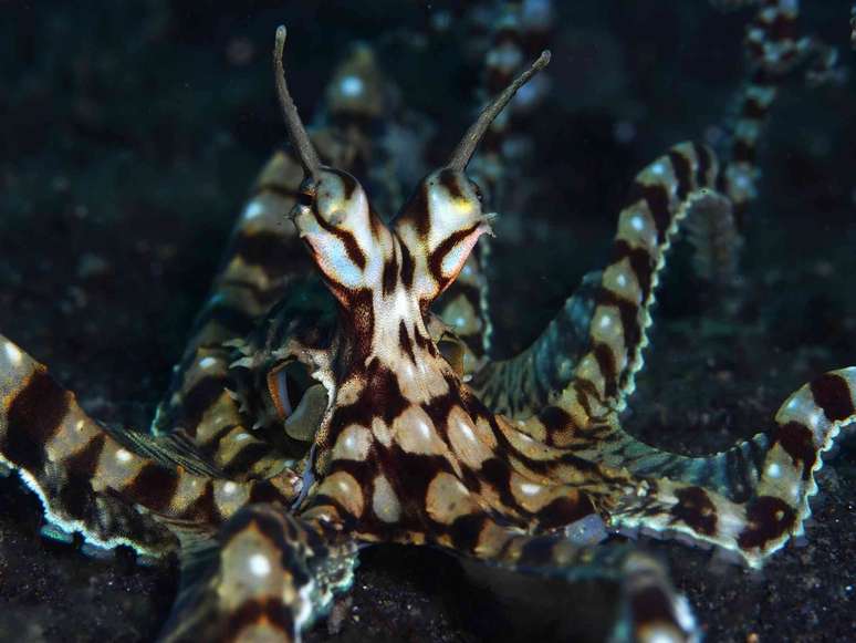 Polvo imitador, Thaumoctopus mimicus. Wikipedia, CC BY