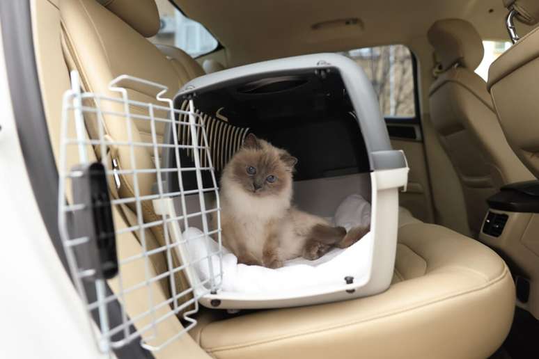 &Eacute; importante consultar um veterin&aacute;rio caso o animal fique estressado em viagens de carro 
