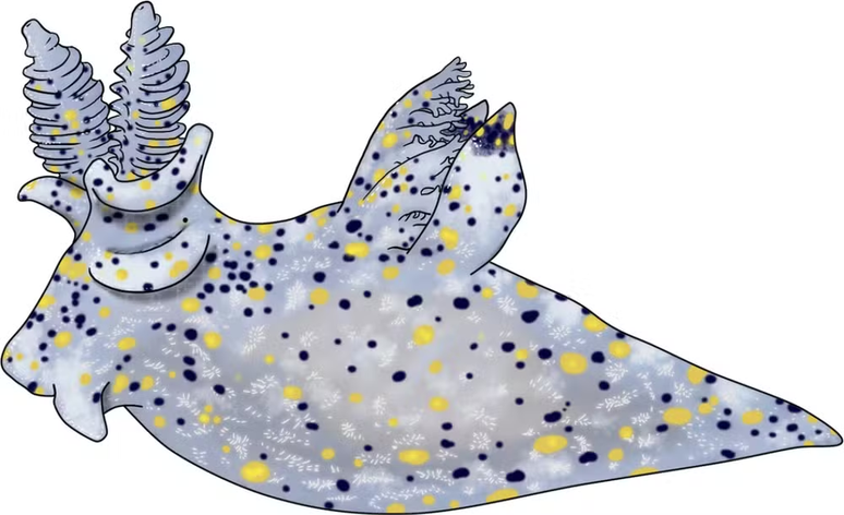 Ilustra&ccedil;&atilde;o da lesma do mar gergelim &ndash; Divulga&ccedil;&atilde;o