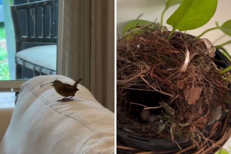 Passarinho invade casa e faz ninho em planta