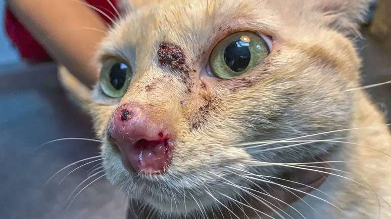 A circula&ccedil;&atilde;o de Sporothrix em animais silvestres amplia o potencial de contato com animais dom&eacute;sticos e, indiretamente, com seres humanos &ndash; depositphotos.com / hishammarmin