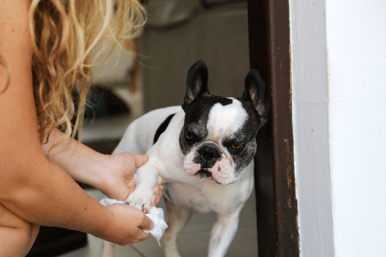 Ap&oacute;s os passeios, &eacute; importante secar e limpar as patas do cachorro para evitar desconfortos causados pelo frio e pela umidade 