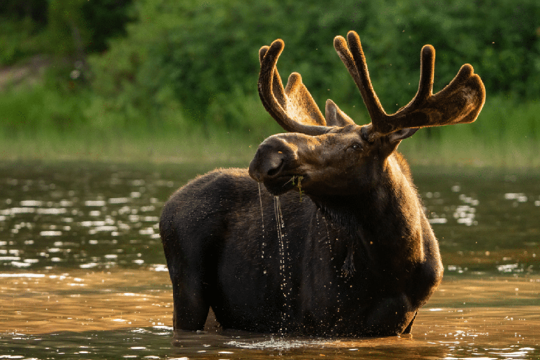 Os alces gostam de comer plantas aqu&aacute;ticas 
