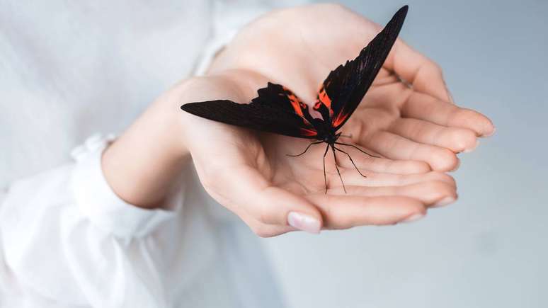 De forma pr&aacute;tica, o estudo das&nbsp;Heliconius&nbsp;constr&oacute;i um panorama mais amplo sobre como o envelhecimento pode sofrer influ&ecirc;ncia da evolu&ccedil;&atilde;o, da alimenta&ccedil;&atilde;o e do ambiente. _depositphotos.com / IgorVetushko