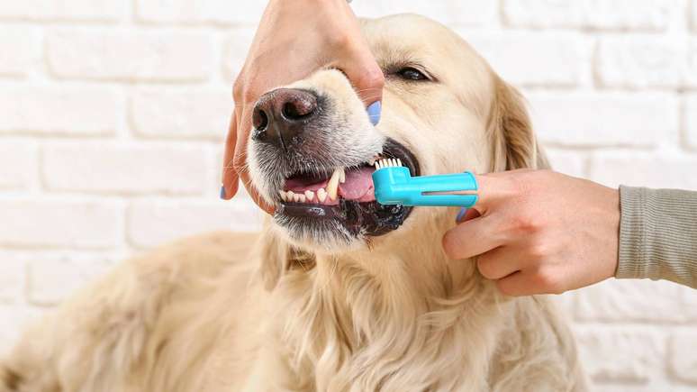 A preven&ccedil;&atilde;o &eacute; apontada por especialistas como a estrat&eacute;gia mais eficiente para manter a sa&uacute;de bucodental de c&atilde;es e gatos &ndash; depositphotos.com / serezniy