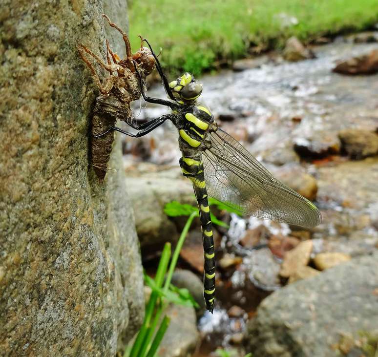 Lib&eacute;lula-tigre emergindo de sua ex&uacute;via presa a uma rocha junto a um riacho. O exoesqueleto j&aacute; vazio permanece fixo no substrato enquanto o inseto completa sua metamorfose, endurecendo o corpo e as asas ao secar ao Sol. Francisco Campos S&aacute;nchez-Bordona.