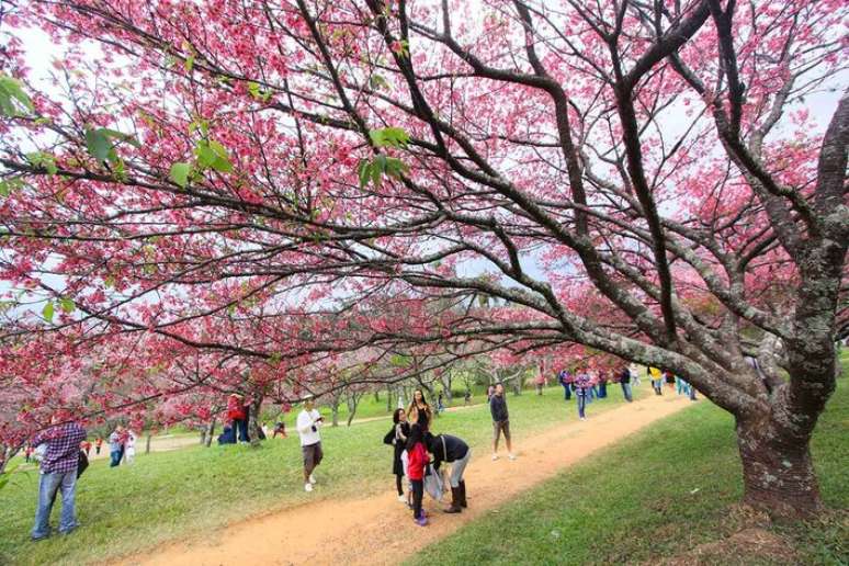 A 55&ordf; Festa da Cerejeira em Flor est&aacute; confirmada para ocorrer em Campos do Jord&atilde;o