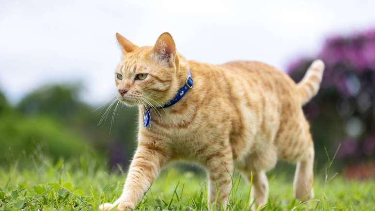 Profissionais que estudam comportamento de gatos sugerem observar tr&ecirc;s aspectos principais: contexto, hist&oacute;rico e sinais f&iacute;sicos._depositphotos.com / akarawut
