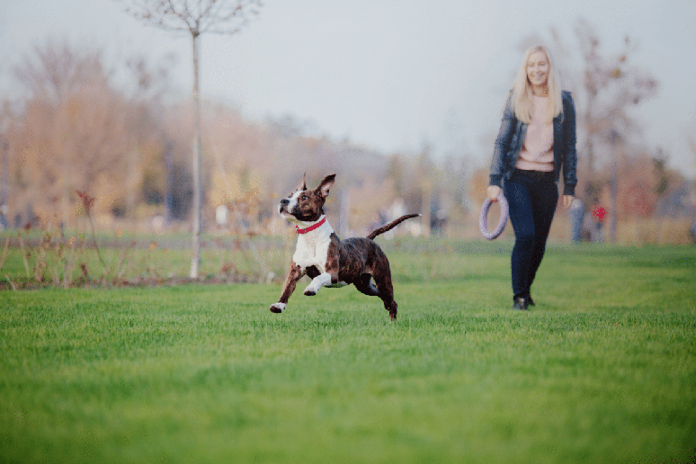 Os exerc&iacute;cios f&iacute;sicos ajudam a preservar a musculatura do american&nbsp;staffordshire&nbsp;terrier 