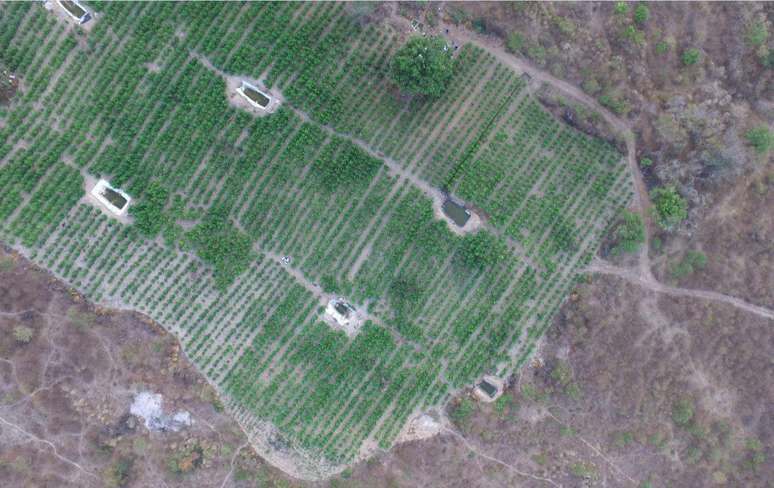 Uma planta&ccedil;&atilde;o com 36 mil p&eacute;s de maconha foi destru&iacute;da pela Pol&iacute;cia Federal em Pernambuco no munic&iacute;pio de Pedra (PE)
