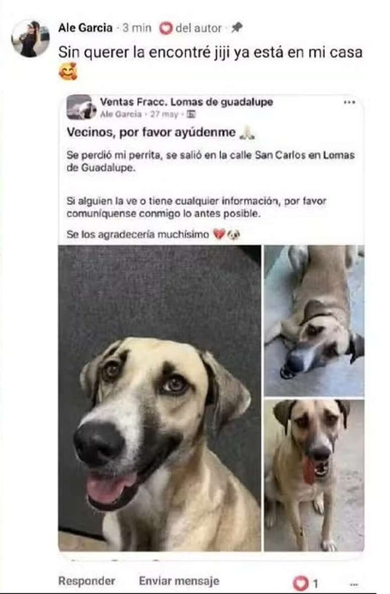 Fam&iacute;lia publicou o reencontro ap&oacute;s reconhecer o animal nas imagens da festa &ndash;