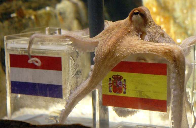 Polvo Paul, que ficou famoso na Copa de 2010.