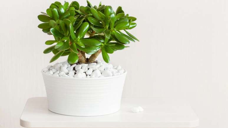 Planta-jade&nbsp; -