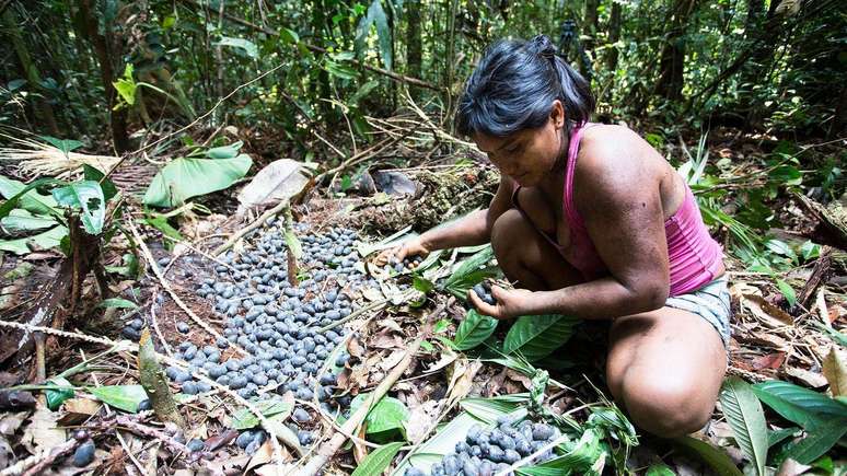 As "chagras" exigem a abertura de &aacute;reas na floresta, mas tamb&eacute;m fazem parte de um sistema mais amplo de gest&atilde;o territorial ind&iacute;gena considerado fundamental para conter o desmatamento