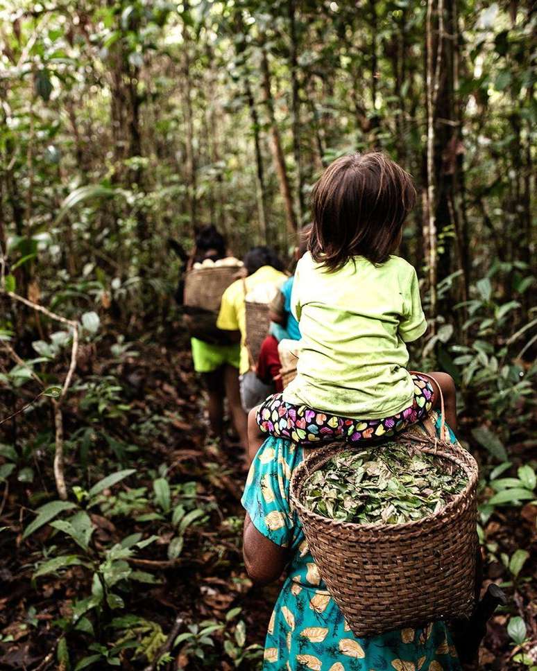 As "chagras" abrigam uma grande diversidade de esp&eacute;cies, afirma Guhl. Segundo ele, essa riqueza &eacute; preservada gra&ccedil;as ao conhecimento e &agrave; cultura das comunidades humanas