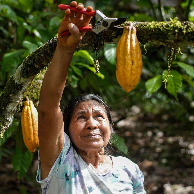 A venda de cacau produzido em "chakras" do Equador tem gerado renda para as comunidades, mas tamb&eacute;m pode trazer novas press&otilde;es para esse modelo de cultivo diversificado