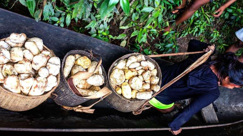 A mandioca &eacute; um dos alimentos b&aacute;sicos da Amaz&ocirc;nia, especialmente nas chagras, onde s&atilde;o cultivadas dezenas de variedades da planta