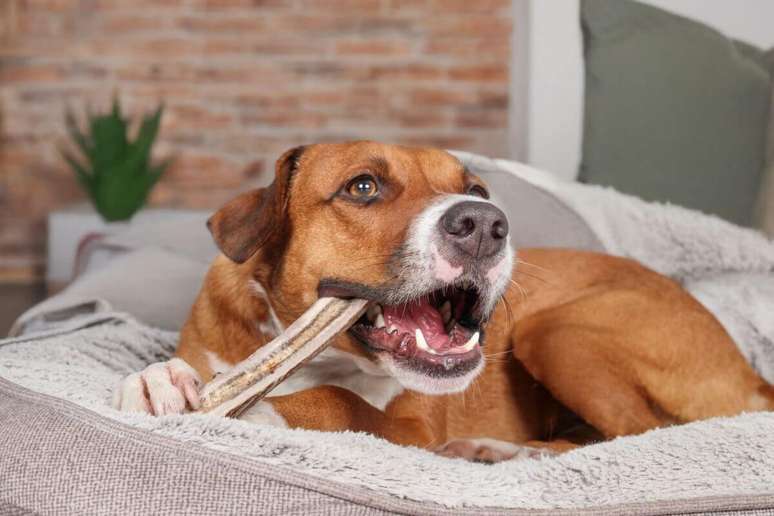 Oferecer osso ao cachorro pode parecer um simples agrado, mas pode se transformar em um problema de sa&uacute;de 