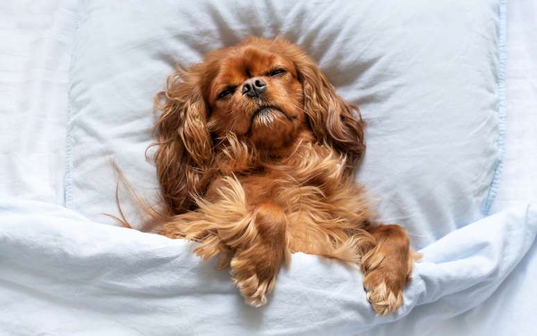 Quantas horas um cachorro dorme por dia