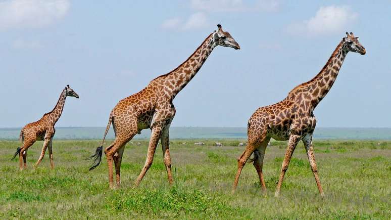 Ao analisar todas essas adapta&ccedil;&otilde;es, muitas pessoas percebem que o tamanho das girafas n&atilde;o resulta do acaso. &ndash; depositphotos.com / Gbuglok