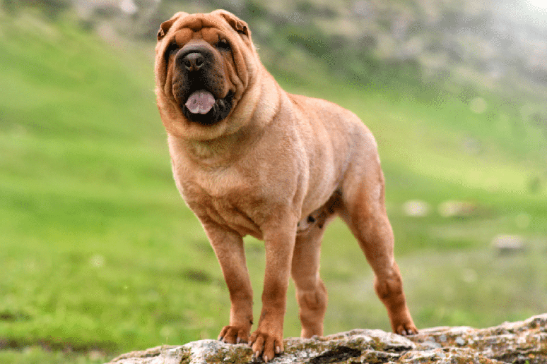 A l&iacute;ngua do shar pei costuma apresentar colora&ccedil;&atilde;o azulada ou preto-azulada 