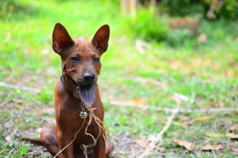 Alguns c&atilde;es da ra&ccedil;a thai ridgeback podem apresentar a l&iacute;ngua azulada, arroxeada ou com manchas escuras 