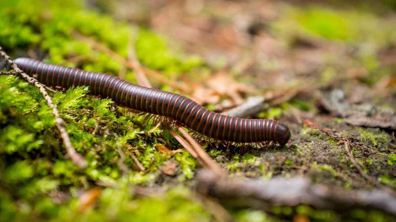 Em muitos quintais e hortas, a presen&ccedil;a de v&aacute;rios piolhos-de-cobra leva &agrave; ideia de que se trata de uma praga. Na maioria dos casos, por&eacute;m, eles est&atilde;o apenas aproveitando o excesso de mat&eacute;ria org&acirc;nica no solo, como folhas de varri&ccedil;&atilde;o e restos de plantas &ndash; depositphotos.com / ezumeimages