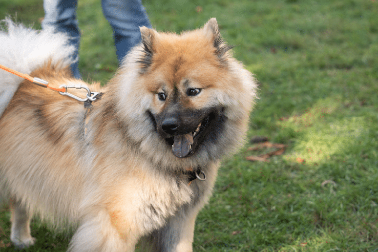 Alguns c&atilde;es eurasier podem apresentar manchas escuras ou pigmenta&ccedil;&atilde;o azulada na l&iacute;ngua 