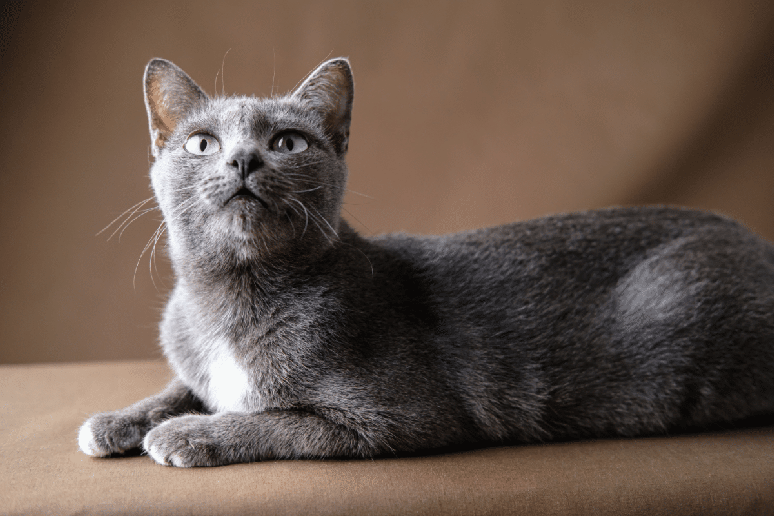 O korat &eacute; um gato associado &agrave; sorte e &agrave; prosperidade, reconhecido por sua pelagem azul-prateada e formato de rosto em cora&ccedil;&atilde;o 