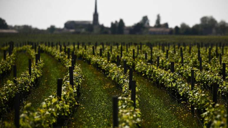 Governo franc&ecirc;s subsidia retirada de videiras por produtores que n&atilde;o conseguem superar a crise do setor. Na foto, os vinhedos do Ch&acirc;teau Pichon Longueville Comtesse em Pauillac.