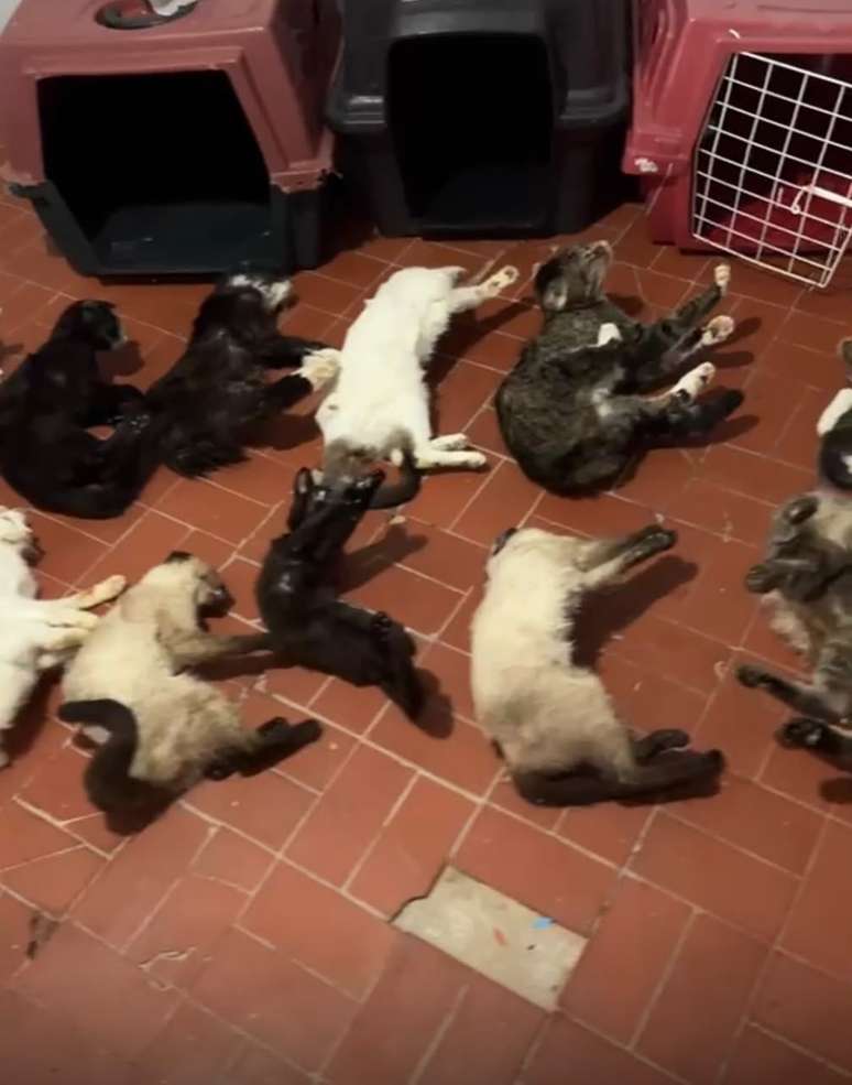 Gatos foram encontrados congelados em freezer 