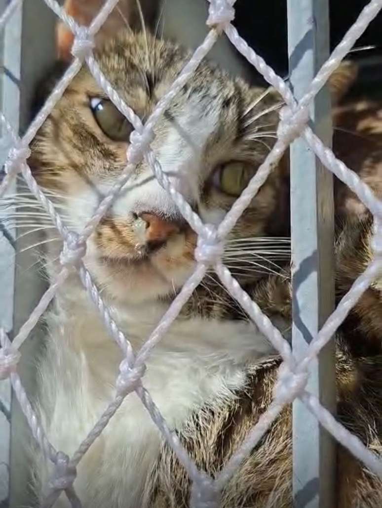 Um dos gatos resgatados apresentava forte secre&ccedil;&atilde;o no nariz
