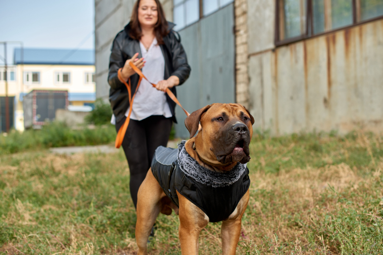 O boerboel precisa de acompanhamento veterin&aacute;rio, controle de peso e aten&ccedil;&atilde;o &agrave;s articula&ccedil;&otilde;es 