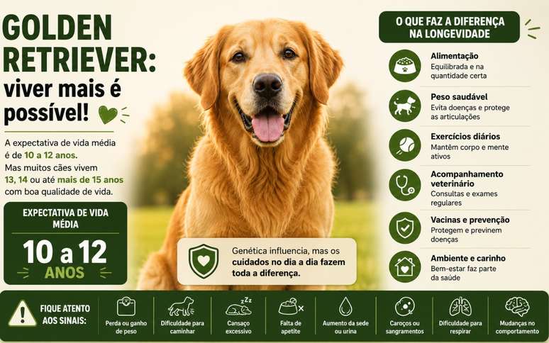 Expectativa de vida de um Golden Retriever