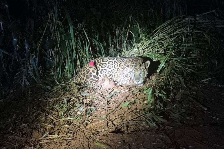 A on&ccedil;a &eacute; um macho adulto com aproximadamente seis anos e cerca de 90 quilos. O animal passou por exames iniciais e foi encaminhado para o Zool&oacute;gico Municipal de Cascavel 