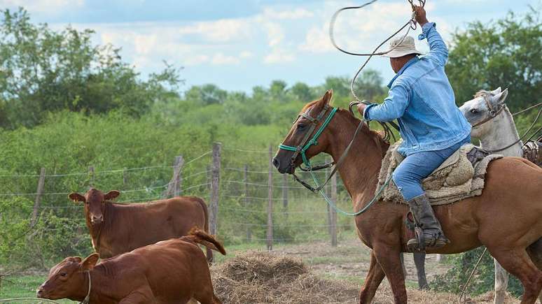 Em 2025, o Chile permaneceu sendo o principal importador de carne bovina do Paraguai