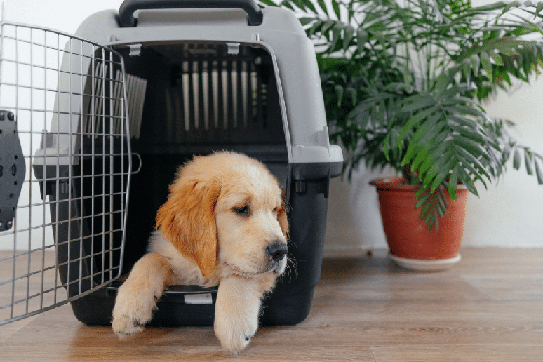 O transporte adequado ajuda a proteger o animal durante o trajeto 