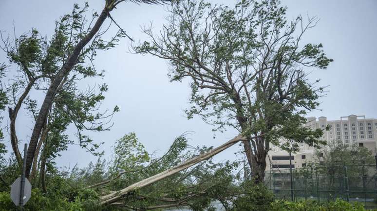 &Aacute;rvore derrubada pelos ventos do supertuf&atilde;o Bavi bloqueia estrada em Guam; tempestade equivalente a um furac&atilde;o de categoria 5 causou danos nas Ilhas Marianas do Norte e em Rota, no Pac&iacute;fico. 6 de julho de 2026