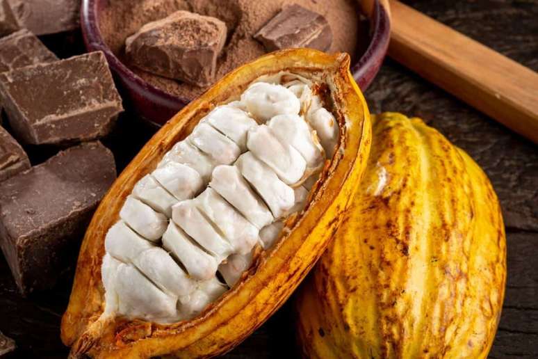 O cultivo do cacau ajudou a impulsionar o desenvolvimento econ&ocirc;mico de diferentes regi&otilde;es brasileiras 