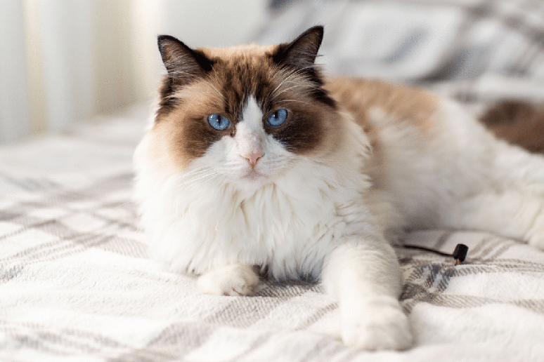 O ragdoll &eacute; um gato de grande porte, d&oacute;cil, paciente e ideal para conviver com crian&ccedil;as e outros animais 